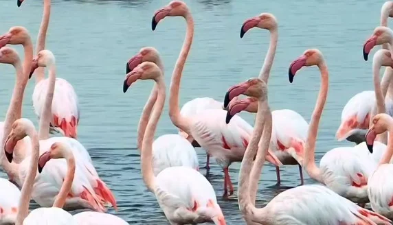 İzmit Körfezi’nde pembe flamingolar büyüledi!