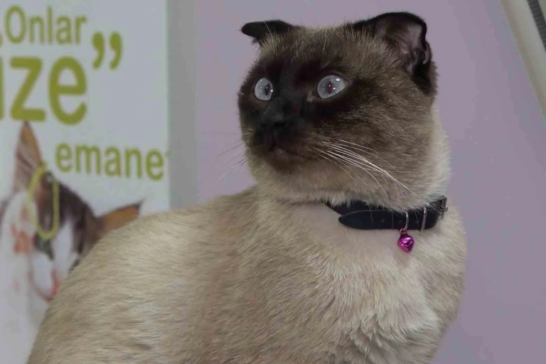 Evcil Hayvan Sahiplerine Mikroçip Uyarısı: Son Gün 31 Aralık