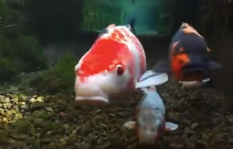 Japonya’daki berrak su kanalları sosyal medyayı salladı